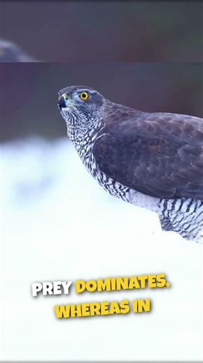 NORTHERN GOSHAWK | Fun Facts