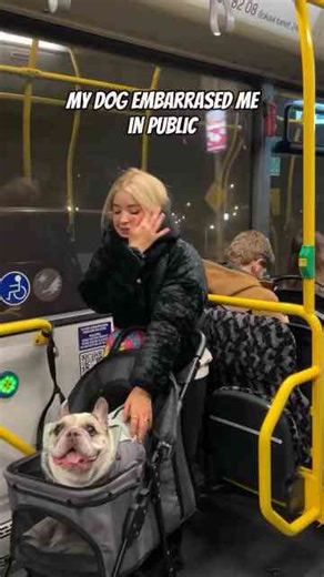 The most embarrassing dog in public 😅