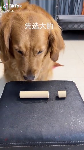 Dog son became a pig breeder completely#goldenretrievers#goldenretrieversoftiktok#goldenretrieverlove#petdog#dailydaily