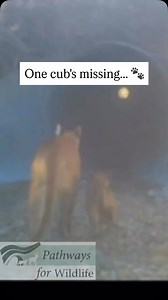 One cub’s missing… 🐾 Mama puma guides her family through a dark highway culvert, traffic pounding above. Two tiny cubs make it to safety on the far side. But then— A small cry echoes from the tunnel. The last cub is still behind. Without hesitation, she pivots and races back into the darkness. Moments later, the little one follows at her side, reunited with the others. 🎥 Captured by Ahíga Sandoval / @pathways_for_wildlife @wildlandsnetwork Wildlife crossings are lifesavers — for pumas, and for