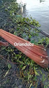 De Pescado mi gente | Orlando Rafael Beltran Zurita