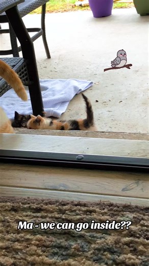 Curious Kittens Exploring the Outdoors