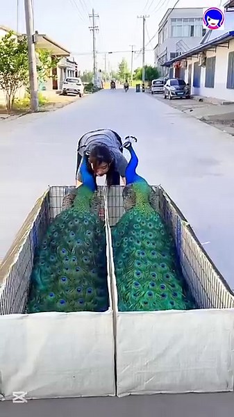 The peacock our national bird #peacock #birds