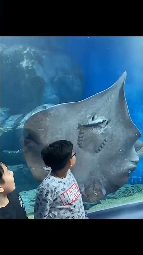 How was attack Stingray fish