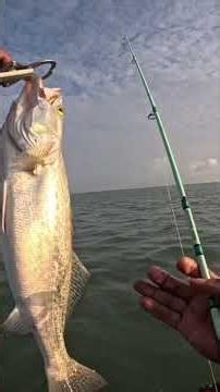 Wade fishing port Isabel for trout