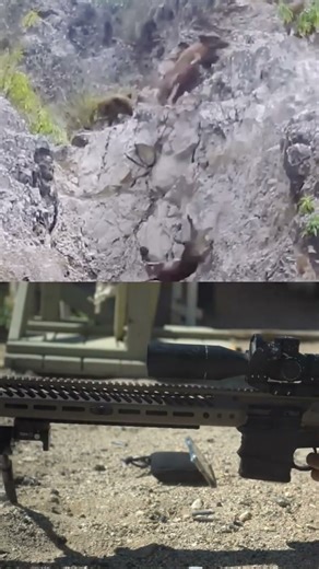 Hunting Wild Boar Heart Pounding Shots and Action #wildlife #challenge