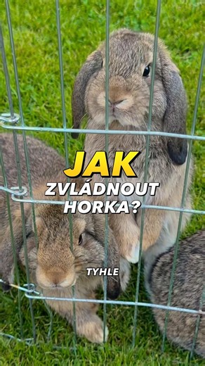 24. června 2026