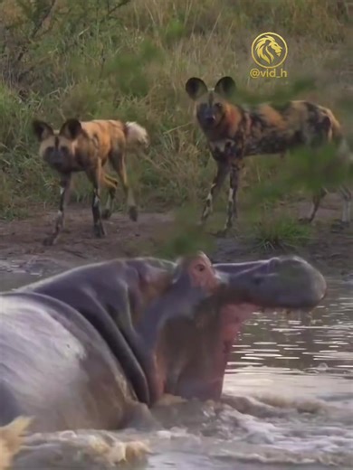 ‏#AnimalWorld #FYP #ForYou #ForYouPage #Viral