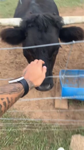 Funny cow #cow #cows #tiktok #funnytiktok #Foryou #funny #funnyanimals #funnyanimal