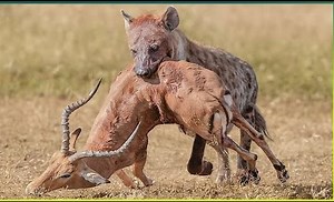 16K views · 228 reactions | 14 Smart And Drastic Moments of Predators Hunting Their Prey | Lannon Late Night Allcare Pharmacy | Facebook