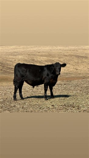 To be sold at Wagga cattle sale Monday 16/2/26 . A/c Grills family Berragoon stock horses , Holbrook 70 Angus X Angus steer weaners. Eaglehawk angus blood Greenham Never Ever accredited July/ August drop Australian Livestock and Property Agents Association Ltd rma network The Herd Online Angus Australia Wagga Selling Agents Association | H Francis and Co Stock Agents