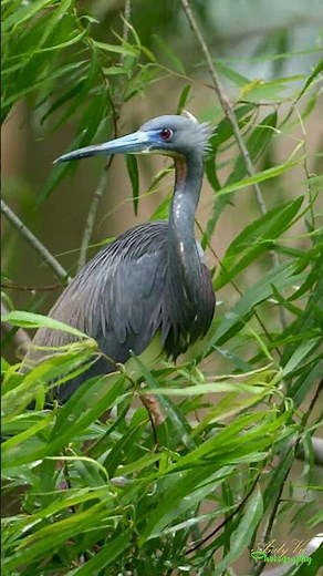 A Calm Moment in the Wild #birds #nature #birdbehavior #wildlife #animals