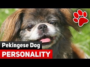 Pekingese Dog Breed Information - Pekingese Dog Personality: Behavior, Attributes and Social Skills.
