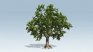 Timelapse Oak Tree Growing Blossoming Seasoning Stock Footage Video (100% Royalty-free) 30540475 | Shutterstock