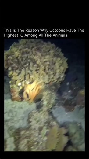 Earth Planet Media on Instagram: "You are looking at one of the strangest reasons octopuses are considered the smartest invertebrates on Earth. When danger appears, an octopus doesn’t just swim away in panic. It makes a decision. It releases a jet of ink from a specialized sac and fires it through the siphon, the same multifunction tool it uses for breathing, jet propulsion, and expelling waste. The timing and direction matter. The ink creates a visual decoy, confuses predators’ senses, and buys