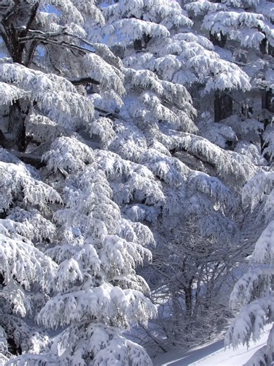 The Lebanese Cedar is more than a tree it’s a symbol of strength, resilience, and deep roots. Standing tall through time, just like Lebanon. 🌐 www.cederainc.com #LebaneseCedar #CedarsOfLebanon #Cedera #lebaneselivingabroad #fyp