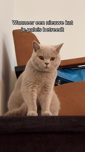 New Cat Enters Palace: Tips for Introducing a New Cat to Your Home