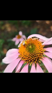 17 reactions | We are excited to be celebrating National Pollinator Week! “Bee” sure to stop by our Lopata Learning Lab this week to discover more about pollinators at the Butterfly House! 曆  #butterflyhousestl #pollinatorweek #pollinatorgarden #pollinator | Sophia M. Sachs Butterfly House | Facebook