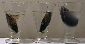 La reproduction de la moule – Sciences de la vie et de la Terre