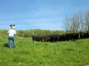Tuba playing calls cattle
