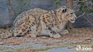 4.9K views · 579 reactions | Meet our "Ghost of the Mountains" ❄️ You can now watch Pemba the snow leopard LIVE and take control of the camera on Zoolife  Visit the world's first virtual Zoo and try it for free: torontozoo.com/livecams  | The Toronto Zoo | Facebook
