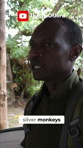Nyungwe Forest: Bird and Primate Encounters #shorts