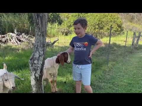 Cute goats in Maui, Hawaii 🐐🌴