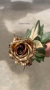 Gül Boyama, Dyeing Roses #sonerkazaz #gül #rose #roses #rosa #rosas #atirgul #çiçek #flowers #blumen #цветок #blume #flor #bunga # | Soner Kazaz