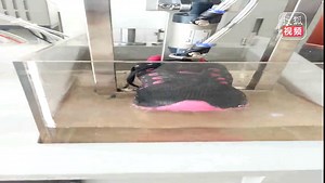 SATRA TM 230成品鞋动态防水试验机
