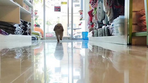 Long hair Shih tzu to Puppy cut hairstyle. #shihtzu #fyp #dogsoftiktok #CapCut