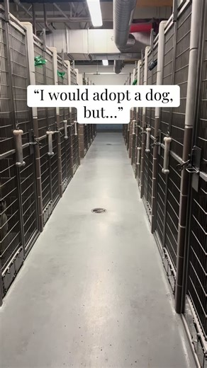 They don’t need perfect, they just need a chance. Our shelter dogs are waiting for their forever homes. All they want is your love, time, and commitment. Come meet us today at Chicago Animal Care & Control. 🤍 #chicago #chicagotiktok #animalshelter #shelterdogs #adoptdontshop