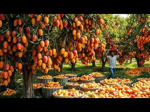 Growing Mangoes - Harvesting Mangoes & Making Mango Drinks | Mango Farms in Australia