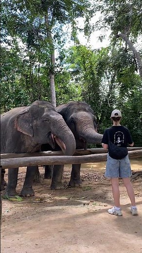 Daily elephant feeding moments_Elephant care and behavior insights_Visitor experiences and reactions
