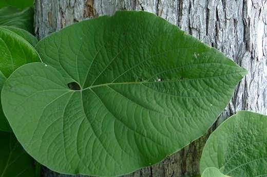 Estos son los beneficios del té de Hoja Santa o Tlanepa y cómo prepararlo