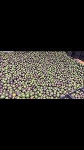 Extra Virgin Avocado Oil Benefits and Uses