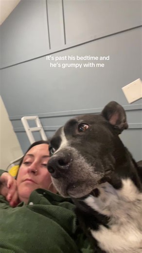 britt (@peanutblazer)’s video of grumpy cat