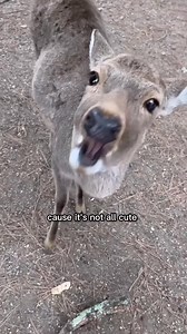 What It’s Really Like to Survive in Japan’s Countryside! #experience #japan #countryside | Hito.bito