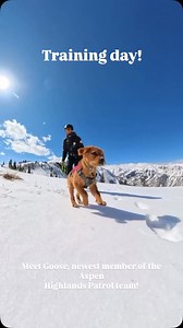 Meet Goose, newest member of the Aspen Highlands Patrol team! | Gordon Buchanan Wildlife Filmmaker
