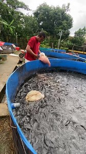 alternative catfish feed increases profits #farming ternak lele | Budhy Creators