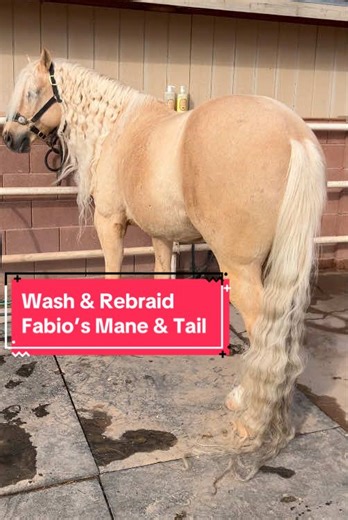 Essential Mane & Tail Care for Horses