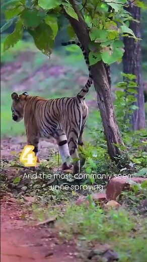 Tiger markings: Learn its 3 types I Tiger marking territory