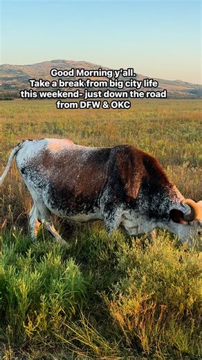 4.4K views · 108 reactions | Take a trip by tapping on our scenic drives playlist at the bottom there & you’ll discover another world just down the road, Dallas & OKC. See y’all soon. #wichitamountainslife #Oklahoma #longhorns #bison #elk | Wichita Mountains Life | Facebook
