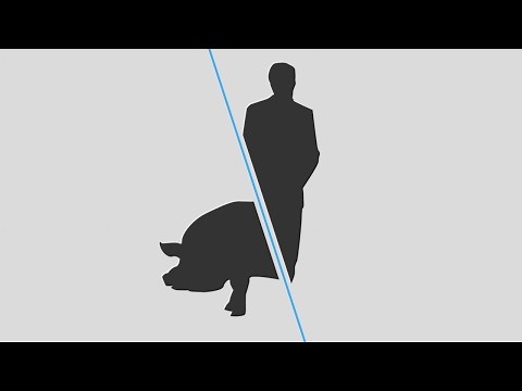 Pig-human chimeras could help grow human organs