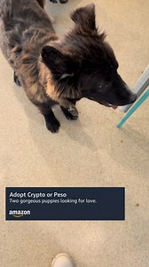 We have puppies! 🐾 Adoptable Animals Presented by Amazon: Crypto and Peso These adorable 5-month-old sisters-, are ready to find loving families! While we’re unsure of their breed mix, we think they’ll grow into big, gentle dogs. Initially a bit shy, Crypto and Peso are searching for a family to help them build confidence and blossom into the beautiful, brave pups they’re meant to be. 🐶💕 Peso enjoys some low-key moments and is very observant of the world around her. Her playful side often shi