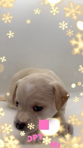 🐾 Our 6 Poodle × Chihuahua mix puppies are officially looking for their forever families 1 girl already adopted 🫶🏽 We need YOUR help naming them! These tiny sweethearts are almost 5 weeks old and growing so fast. 💗 We have 1 precious little girl left she has an adorable heart-shaped mark on her head and the sweetest little personality. 💙And 4 handsome little boys, each with their own unique brown spots on their ears, bodies, and heads. Every one of them is a total cutie! 💝Help us name this