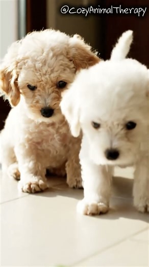 Puppies’ First Encounter With a Frog