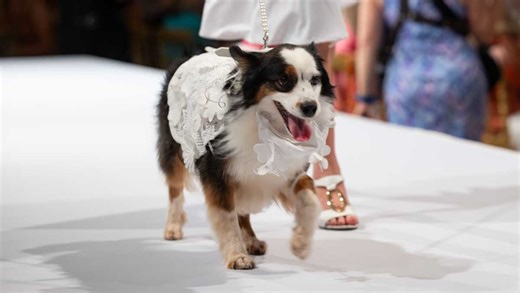 Big Dog Ranch Rescue raises record $5 million at Mar-a-Lago fundraiser