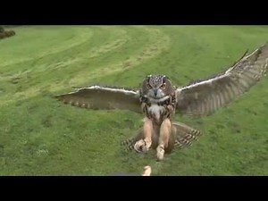 Owl Attack in Slow Motion