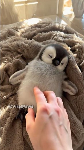 CUTEST ANIMALS EVER! 🥺💖