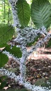 4.2K views · 120 reactions | Naturalist Nikki McClellan: "If you've...